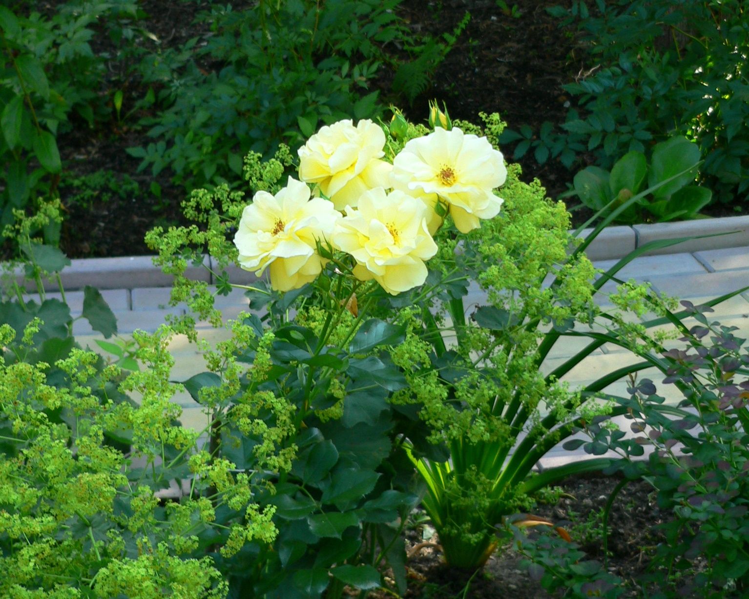 Проект Дачная Поляна